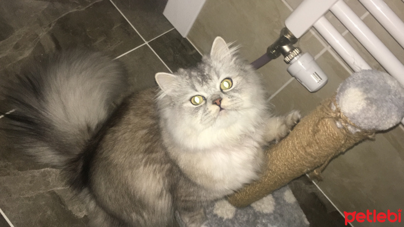 British Shorthair, Kedi  Delphi fotoğrafı