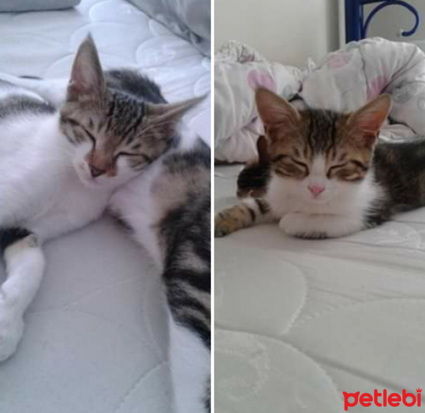 Tekir Kedi, Kedi  Yavru fotoğrafı