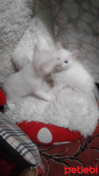 Tekir Kedi, Kedi  Yavru fotoğrafı