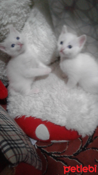 Tekir Kedi, Kedi  Yavru fotoğrafı