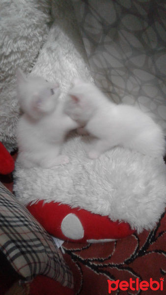 Tekir Kedi, Kedi  Yavru fotoğrafı
