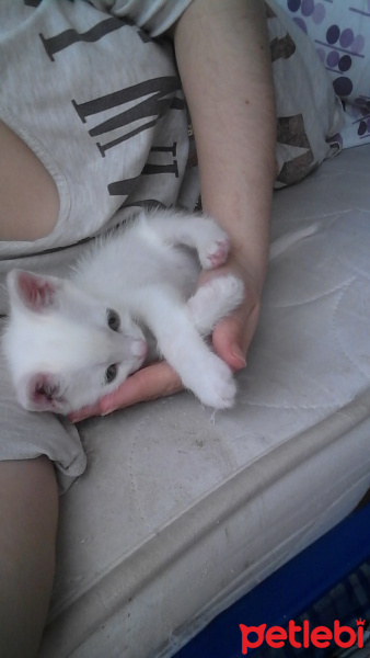 Tekir Kedi, Kedi  Yavru fotoğrafı