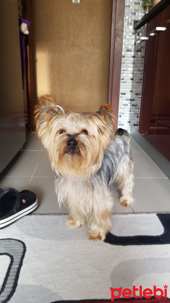 Yorkshire Terrier, Köpek  Şans fotoğrafı