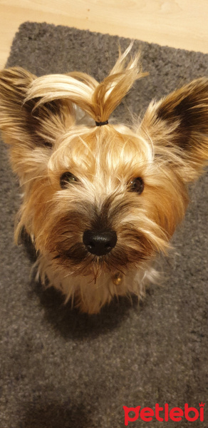 Yorkshire Terrier, Köpek  Şans fotoğrafı