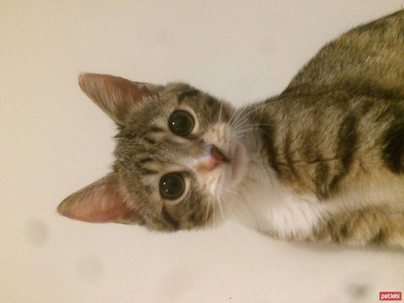 Tekir Kedi, Kedi  Poncik fotoğrafı