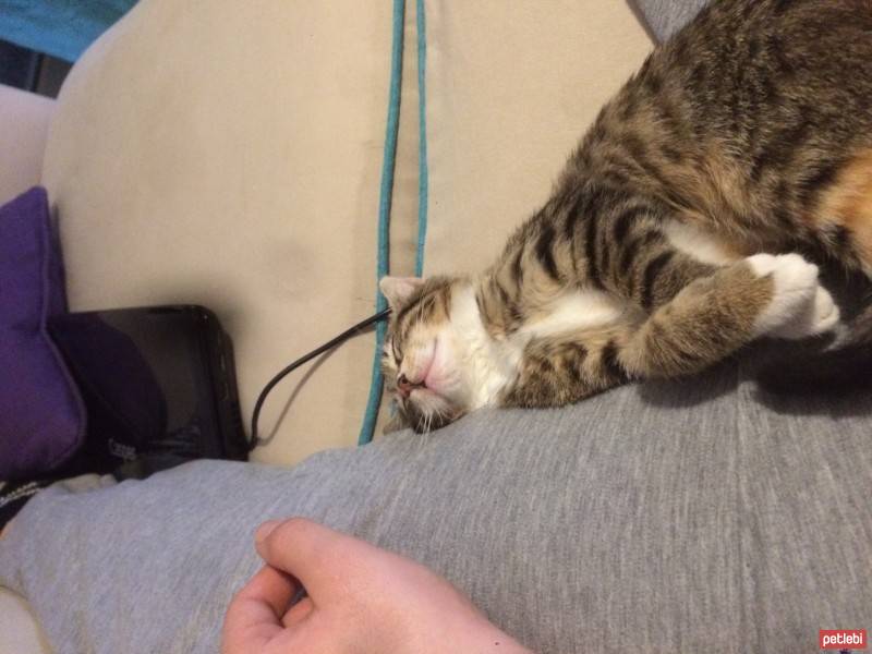 Tekir Kedi, Kedi  Poncik fotoğrafı
