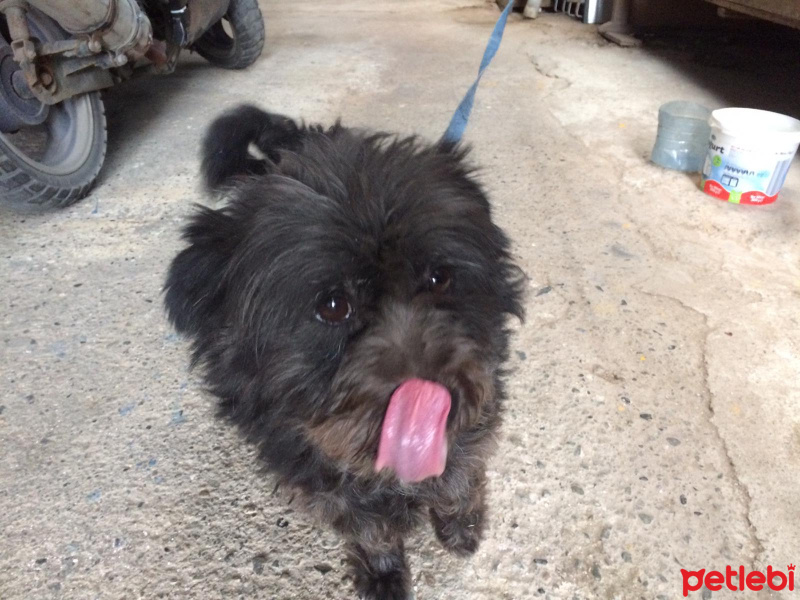 Maltese, Köpek  rıfkı fotoğrafı