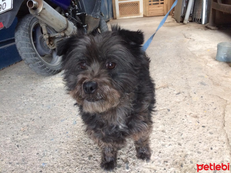 Maltese, Köpek  rıfkı fotoğrafı
