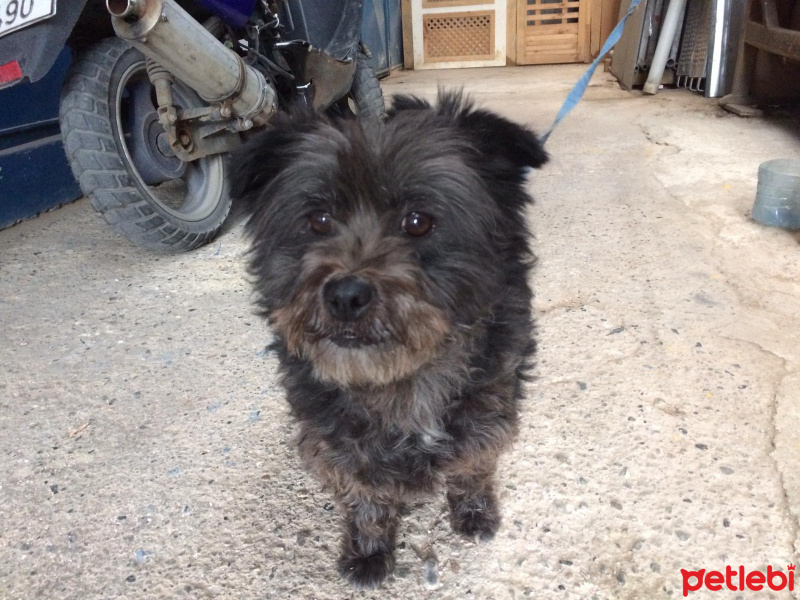 Maltese, Köpek  rıfkı fotoğrafı