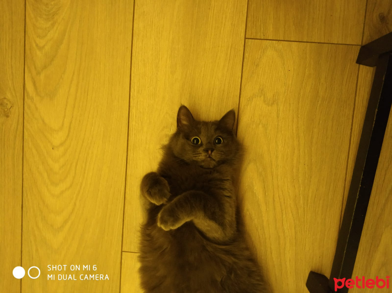 Korat, Kedi  Haspa fotoğrafı