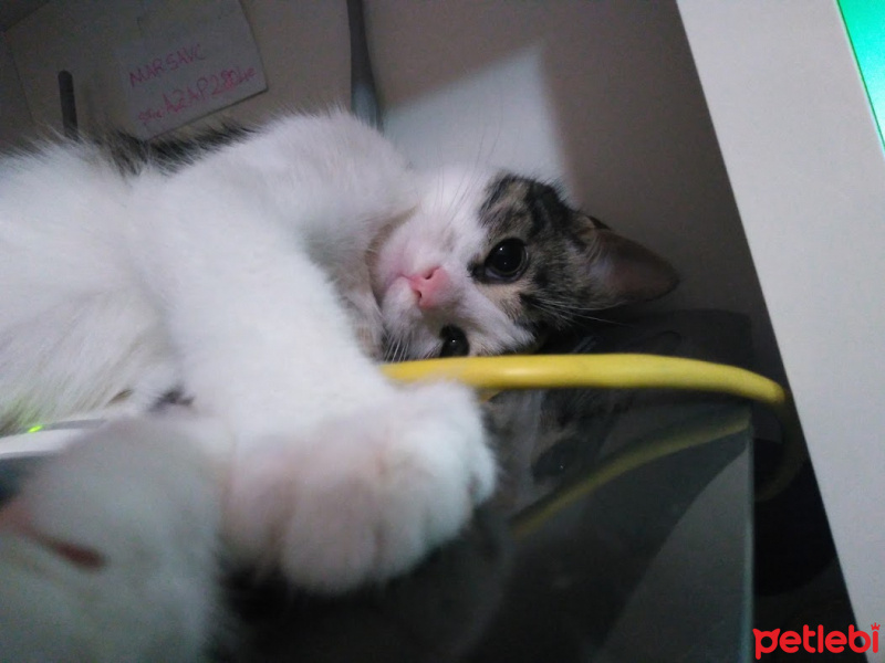 Tekir Kedi, Kedi  Anka fotoğrafı