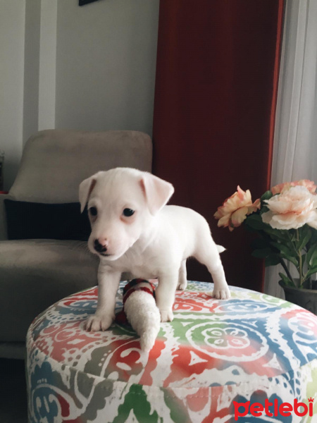 Jack Russell Terrier, Köpek  OSCAR fotoğrafı