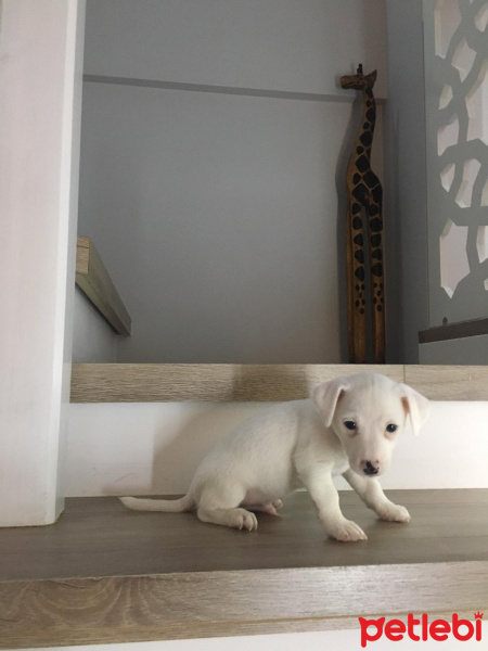 Jack Russell Terrier, Köpek  OSCAR fotoğrafı