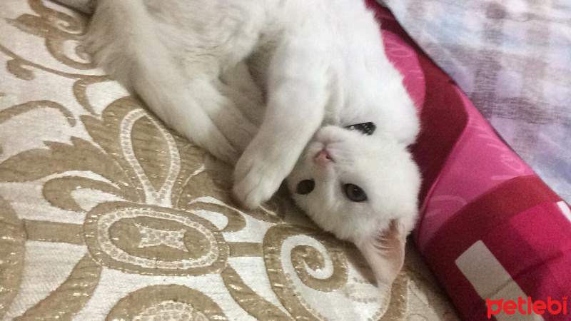 Tekir Kedi, Kedi  Sütlaç fotoğrafı