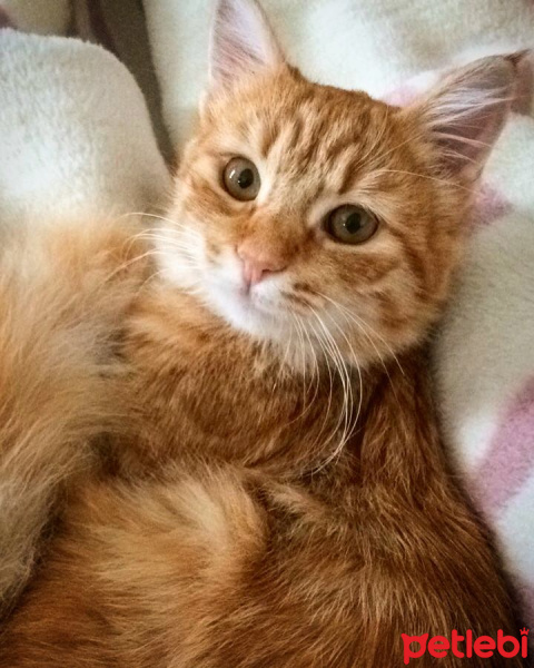 Sarman, Kedi  Tarçın fotoğrafı