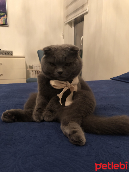 Scottish Fold, Kedi  Duman fotoğrafı