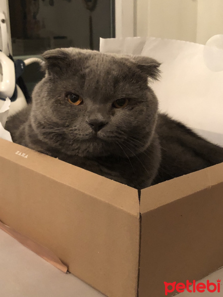 Scottish Fold, Kedi  Duman fotoğrafı