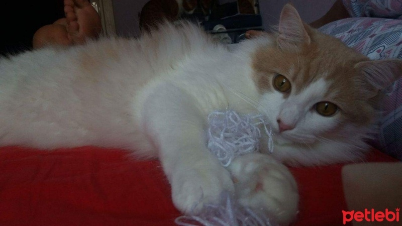 Tekir Kedi, Kedi  Limon fotoğrafı