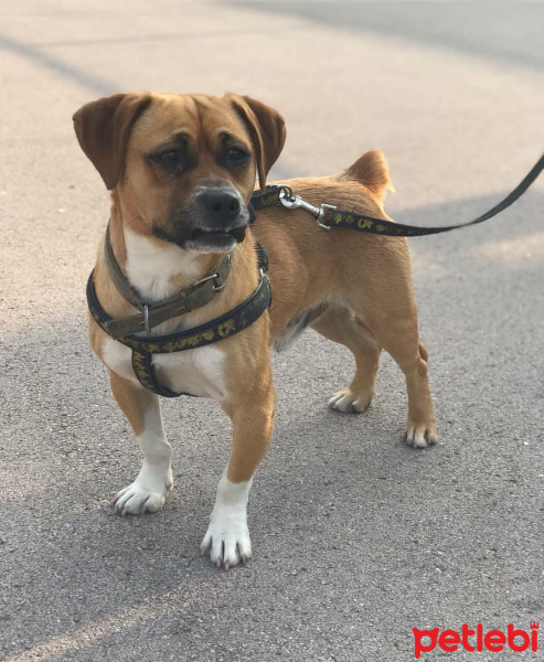 Pug, Köpek  Duman fotoğrafı