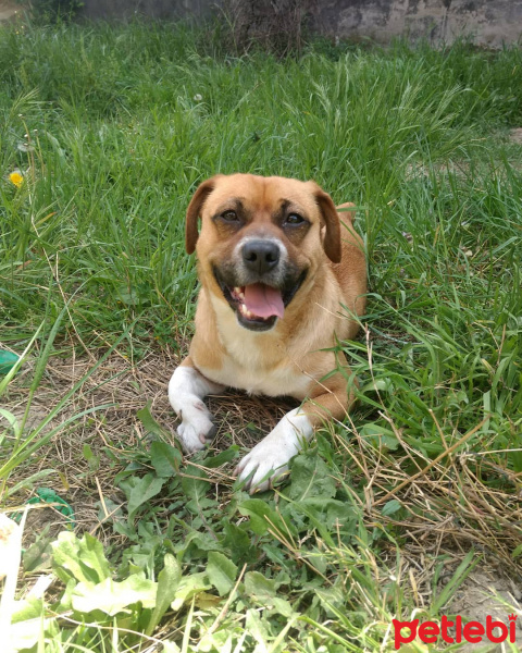 Pug, Köpek  Duman fotoğrafı