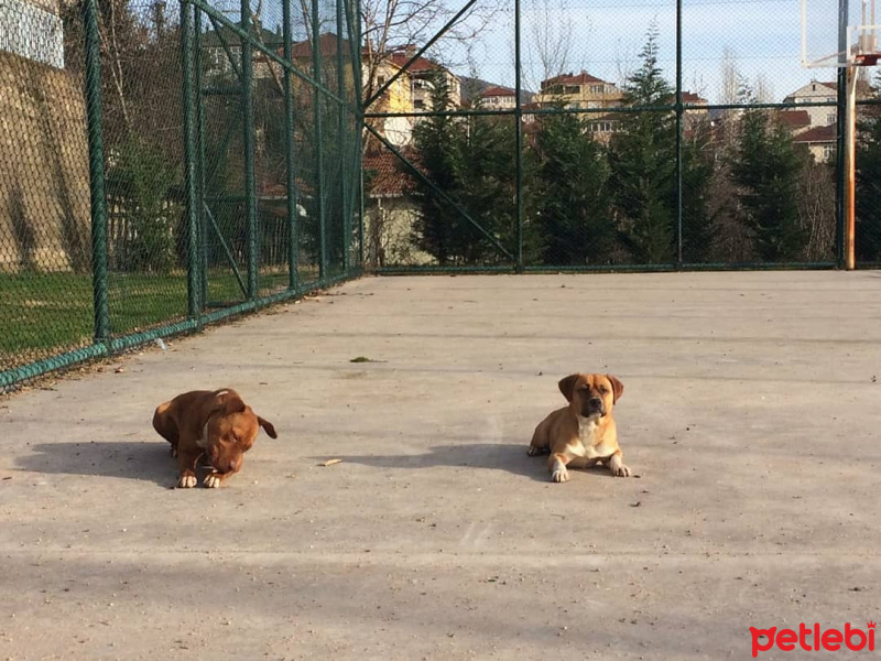 Pug, Köpek  Duman fotoğrafı