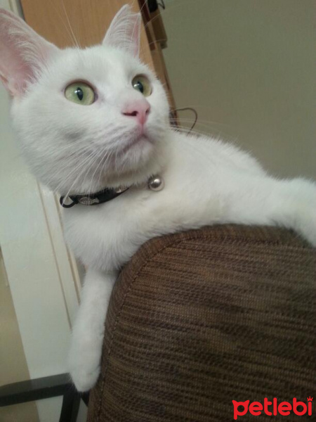 Ankara Kedisi, Kedi  Gece fotoğrafı