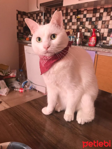 Ankara Kedisi, Kedi  Gece fotoğrafı
