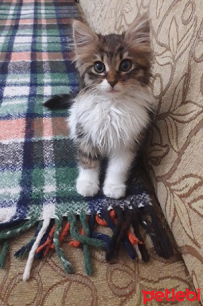 Tekir Kedi, Kedi  Leyla fotoğrafı