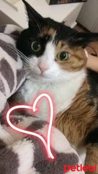 Tekir Kedi, Kedi  iva fotoğrafı