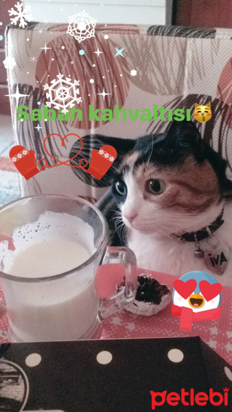 Tekir Kedi, Kedi  iva fotoğrafı