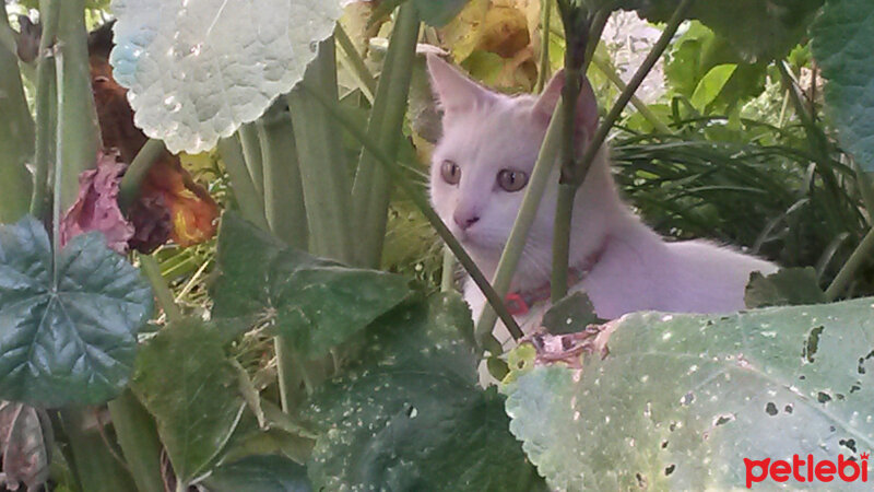 Ankara Kedisi, Kedi  Mırmır pati baran fotoğrafı