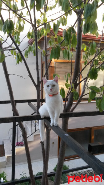 Ankara Kedisi, Kedi  Mırmır pati baran fotoğrafı