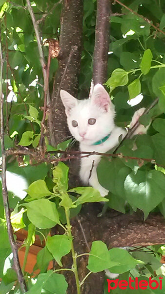 Ankara Kedisi, Kedi  Mırmır pati baran fotoğrafı