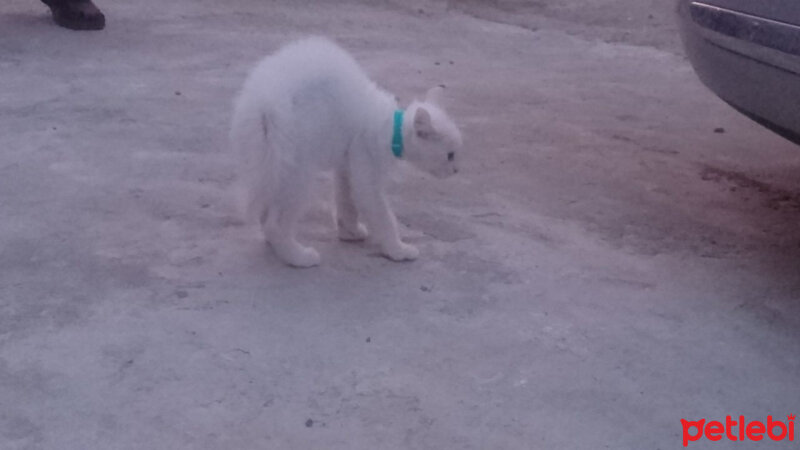 Ankara Kedisi, Kedi  Mırmır pati baran fotoğrafı