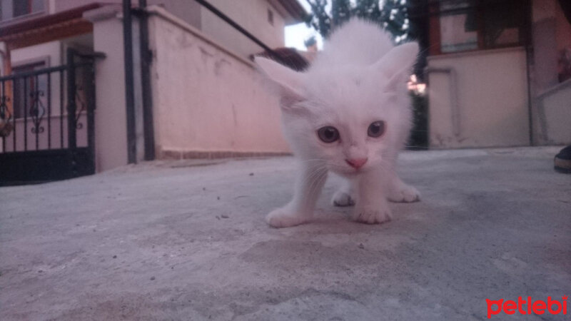 Ankara Kedisi, Kedi  Mırmır pati baran fotoğrafı