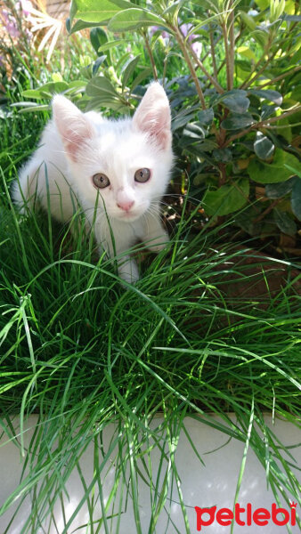 Ankara Kedisi, Kedi  Mırmır pati baran fotoğrafı