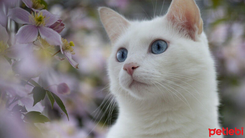 Ankara Kedisi, Kedi  Mırmır pati baran fotoğrafı