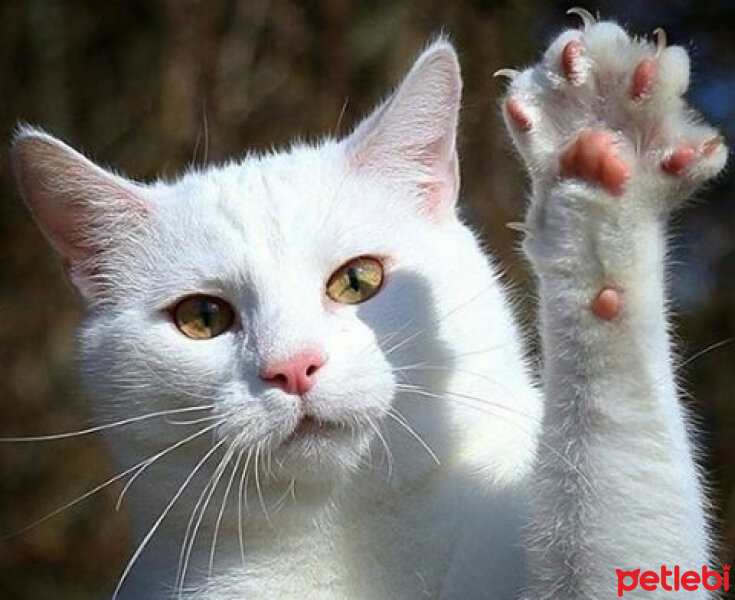 Ankara Kedisi, Kedi  Mırmır pati baran fotoğrafı