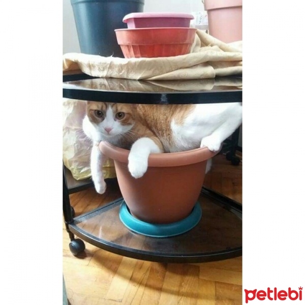 Tekir Kedi, Kedi  Pikaçu fotoğrafı