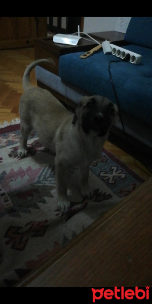Kangal, Köpek  Bozok Yavru 3 aylık fotoğrafı