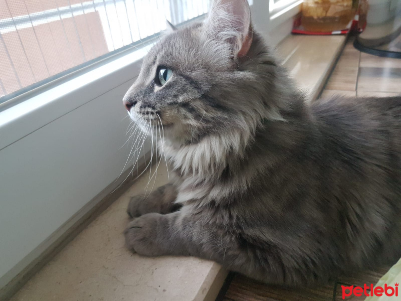 Norwegian Forest, Kedi  İsmi yok fotoğrafı
