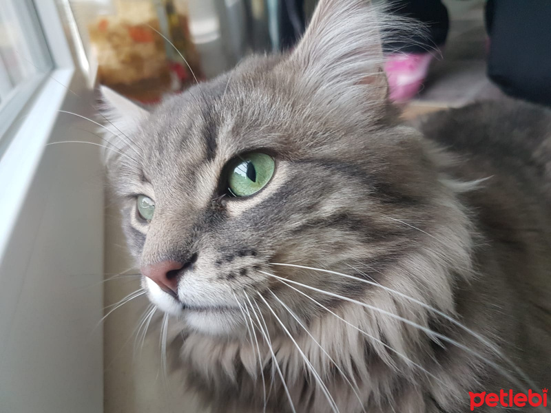 Norwegian Forest, Kedi  İsmi yok fotoğrafı