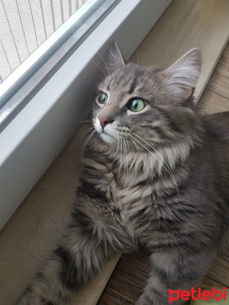 Norwegian Forest, Kedi  İsmi yok fotoğrafı