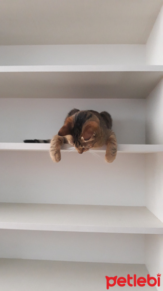 Tekir Kedi, Kedi  Karamel fotoğrafı