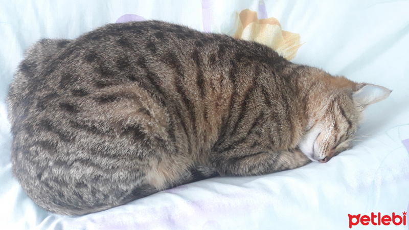 Tekir Kedi, Kedi  Karamel fotoğrafı