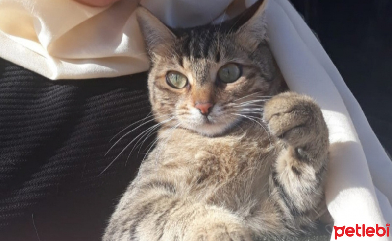 Tekir Kedi, Kedi  Karamel fotoğrafı