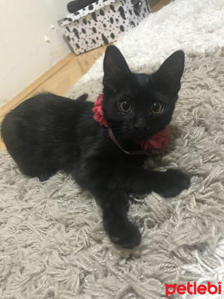 Tekir Kedi, Kedi  Miu fotoğrafı