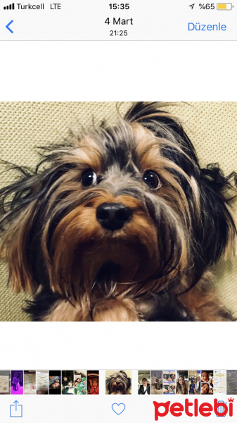 Yorkshire Terrier, Köpek  Cooper fotoğrafı