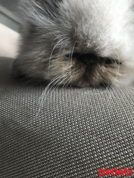 Exotic Shorthair, Kedi  Hugo fotoğrafı