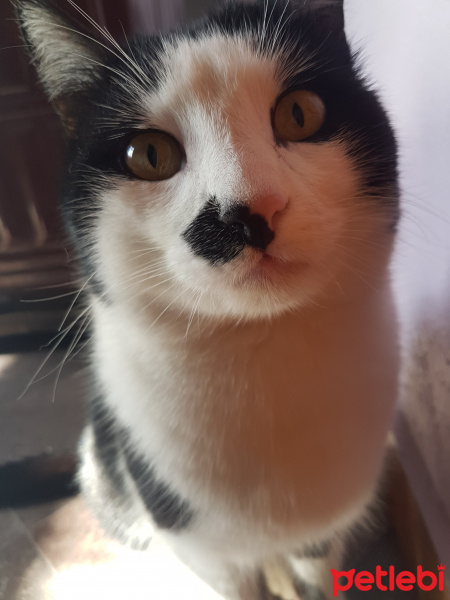 Tuxedo (Smokin) Kedi, Kedi  paşa fotoğrafı